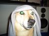 Shiba Foto: Lady (ID 38195) Shiba Hund