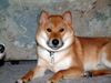 Shiba Hund