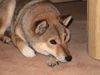 Shiba Hund