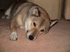 Shiba Foto: CHINA (ID 27983) Shiba Hund