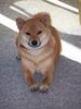 Shiba Hund