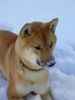 Shiba Foto (ID 2706) Shiba Hund