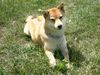 Shiba Foto: Aika (ID 22204) Shiba Hund