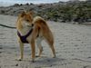 Shiba Foto: Bushido ... Wo ist denn blos das Meer??? (ID 17619) Shiba Hund