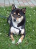 Shiba Foto: Unser kleiner Benji mit 15 Monaten (ID 24438) Shiba Hund
