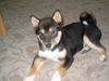 Shiba Foto: Benjito Kiro Goma Japanese(Benji) (ID 18446) Shiba Hund