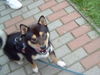Shiba Foto: Hallo!!!! (ID 24439) Shiba Hund