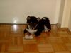 Shiba Foto: Da war ich noch jung!!! (ID 18398) Shiba Hund