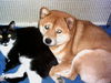 Shiba Foto: Zobel mit Kater (ID 26557) Shiba Hund