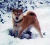 Shiba Foto: Iromi of duke´s oak (ID 8125) Shiba Hund