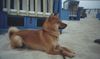 Shiba Foto: Shiba am Strand (ID 5201) Shiba Hund