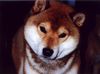 Shiba Foto (ID 2704) Shiba Hund