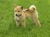 Shiba Foto: Unsere süße Shima im Alter von 16 Wochen (ID 11984) Shiba Hund