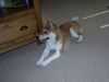 Shiba Foto: Das ist Taiko, geboren 24.01.2004, im Alter von 1/2 Jahr. Züchter: Shiba-Inu-Zwinger (ID 13542) Shiba Hund