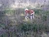 Shiba Foto: Taiko, 9 Monate alt. Züchter: M. Bitterlich, Radebeul b. Dresden (ID 15142) Shiba Hund