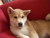 Shiba Foto: Youko (ID 27558) Shiba Hund