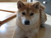 Shiba Hund