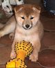 Shiba Foto: Aika mit 8 Wochen (ID 17923) Shiba Hund