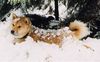Shiba Foto: Ein Nordischer in seinem Element! (Shiba-Rüde Aikan) (ID 2225) Shiba Hund