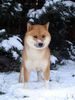 Shiba Hund