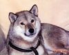 Shiba Foto: CHINA (ID 27980) Shiba Hund