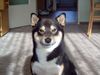 Shiba Foto: Die Sonne ist so schön warm!!! (ID 21082) Shiba Hund