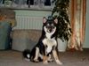 Shiba Foto: Benji (ID 18397) Shiba Hund