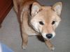 Shiba Foto: Miokuru von Medilica (ID 3145) Shiba Hund