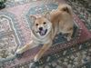 Shiba Foto: Miokuru von Medilica (ID 3142) Shiba Hund