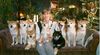 Shiba Foto: Japanische Shiba's (ID 12597) Shiba Hund