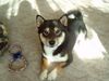 Shiba Foto: Ich bin Benji und wer bist du?!?! (ID 21081) Shiba Hund