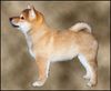 Shiba Foto: Mjaerumhogda`s Furyu-Akiaka (ID 9928) Shiba Hund