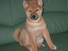 Shiba Foto: Shiba Inu 12 Wochen alt (ID 1618) Shiba Hund