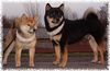 Shiba Foto: KuroakaYuukihime und We-sedso Masamune Keiji (ID 7857) Shiba Hund