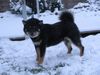Shiba Foto: Deckrüde-Lord v.Königlichen Spreeufer-Hochprämiert (ID 19843) Shiba Hund
