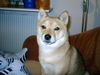 Shiba Hund