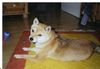 Shiba Hund