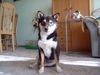Shiba Foto: Ich bin: Benjito Kiro Goma Japanese (ID 21083) Shiba Hund