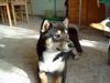 Shiba Foto: Ohhhh!!! Ein Vogel! (ID 21085) Shiba Hund