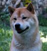 Shiba Foto: Shiba Inu Rüde Aikan (ID 3558) Shiba Hund