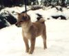 Shiba Foto: shibababy (ID 1060) Shiba Hund