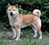 Shiba Foto: Buraikan Haito Inu of Yama, genannt Aikan, ein stattlicher Rüde im Alter von 4 Jahren. (ID 3557) Shiba Hund