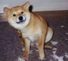 Shiba Foto: shiba guckt lieb (ID 1061) Shiba Hund