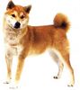 Shiba Foto: shikoku helle morphe (ID 1064) Shiba Hund