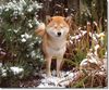 Shiba Foto: KuroakaYuukihime (ID 7856) Shiba Hund