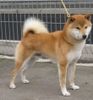 Shiba Hund