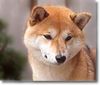 Shiba Foto: KuroakaYuukihime (ID 7855) Shiba Hund