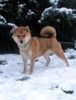 Shiba Foto: ShibaInu Hündin mehrfach prämiert - Zauber Prima Nova (ID 19841) Shiba Hund