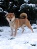 Shiba Hund