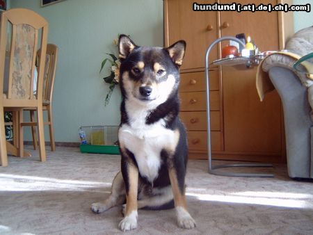 Shiba Hunde Foto 21083 in höherer Auflösung ansehen Shiba Ich bin: Benjito Kiro Goma Japanese
